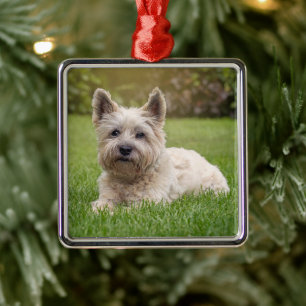 Niedliche Kleintiere   Cairn Terrier Dog Ornament Aus Metall