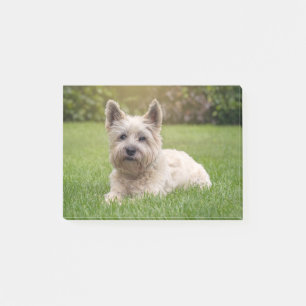 Niedliche Kleintiere   Cairn Terrier Dog Post-it Klebezettel