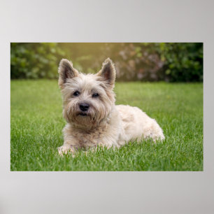 Niedliche Kleintiere   Cairn Terrier Dog Poster