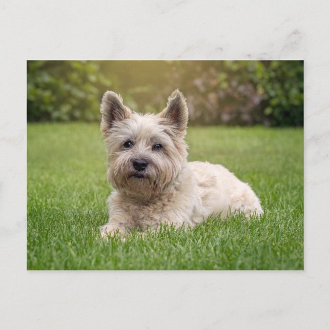 Niedliche Kleintiere | Cairn Terrier Dog Postkarte (Vorderseite)