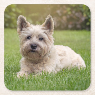Niedliche Kleintiere Cairn Terrier Dog Rechteckiger Pappuntersetzer