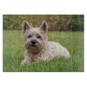 Niedliche Kleintiere   Cairn Terrier Dog Schneidebrett