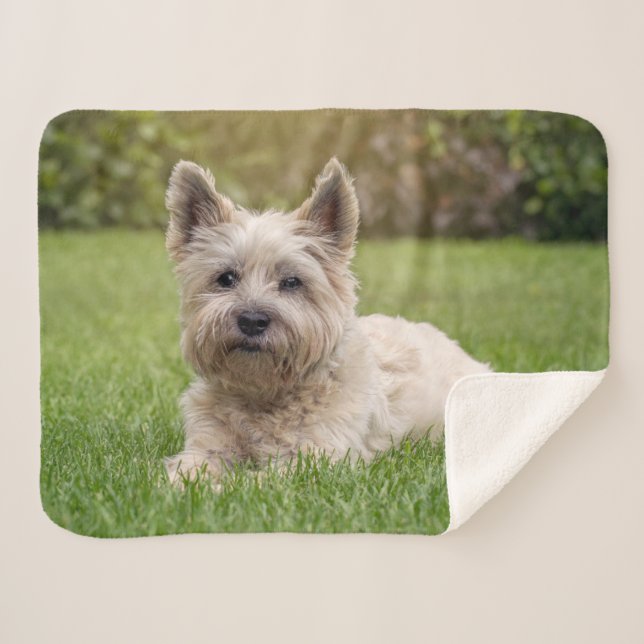 Niedliche Kleintiere | Cairn Terrier Dog Sherpadecke (Vorderseite (Horizontal))