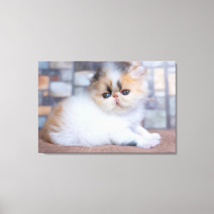 Niedliche Kleintiere   Calico Persian Kitten Leinwanddruck