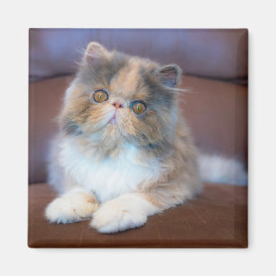 Niedliche Kleintiere Calico Persian Kitten Magnet