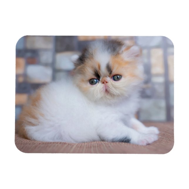 Niedliche Kleintiere | Calico Persian Kitten Magnet (Horizontal)