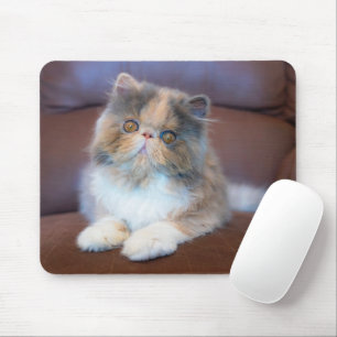 Niedliche Kleintiere   Calico Persian Kitten Mousepad