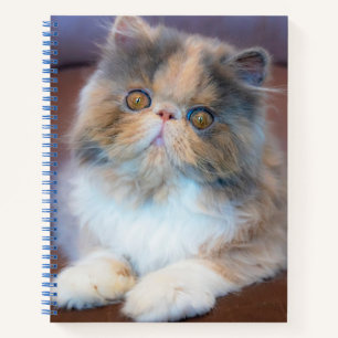 Niedliche Kleintiere   Calico Persian Kitten Notizbuch