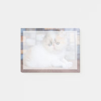 Niedliche Kleintiere | Calico Persian Kitten