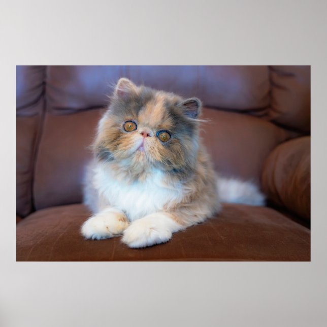 Niedliche Kleintiere | Calico Persian Kitten Poster (Vorne)