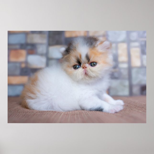 Niedliche Kleintiere | Calico Persian Kitten Poster (Vorne)