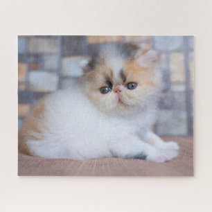 Niedliche Kleintiere   Calico Persian Kitten Puzzle