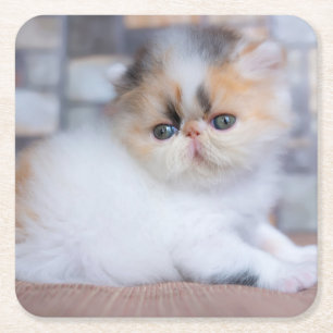 Niedliche Kleintiere   Calico Persian Kitten Rechteckiger Pappuntersetzer