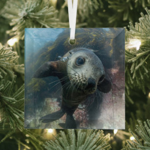 Niedliche Kleintiere   Cape-Fur-Siegel Ornament Aus Glas