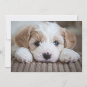 Niedliche Kleintiere Cavashon Puppy Dankeskarte