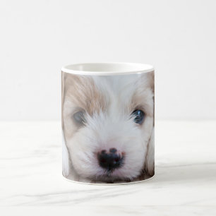 Niedliche Kleintiere   Cavashon Puppy Kaffeetasse