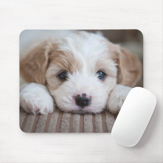 Niedliche Kleintiere | Cavashon Puppy Mousepad (Mit Mouse)