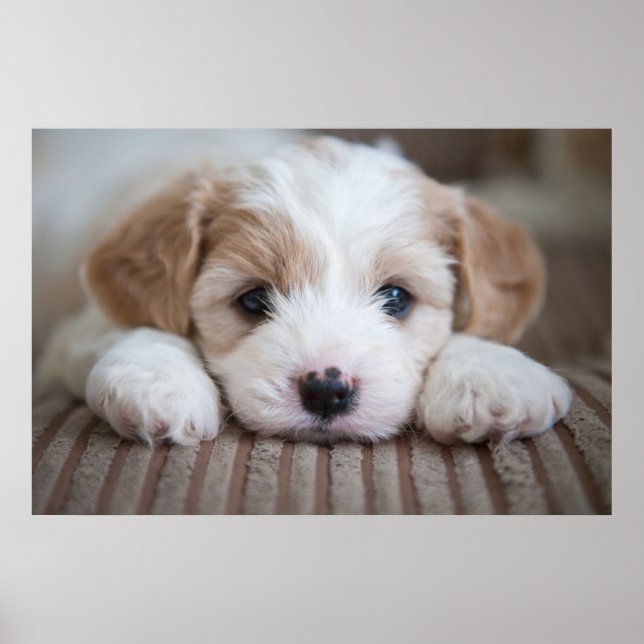 Niedliche Kleintiere | Cavashon Puppy Poster (Vorne)
