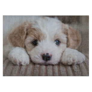 Niedliche Kleintiere Cavashon Puppy Schneidebrett