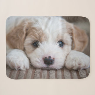 Niedliche Kleintiere | Cavashon Puppy Sherpadecke
