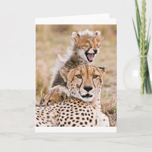 Niedliche Kleintiere   Cheetah Cat & Cub Karte