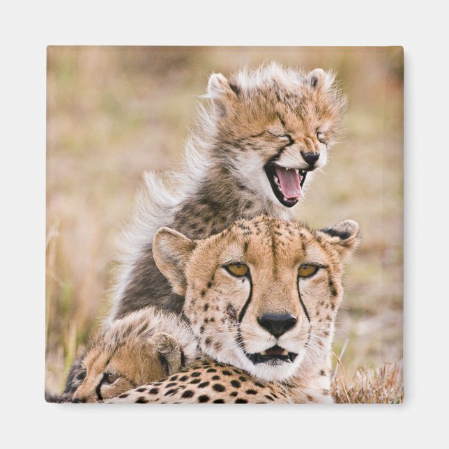 Niedliche Kleintiere | Cheetah Cat & Cub Magnet (Vorne)
