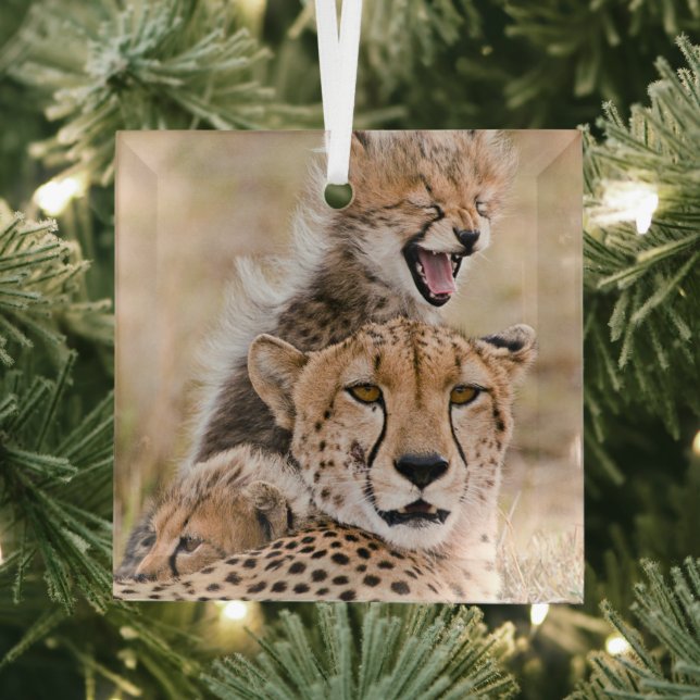 Niedliche Kleintiere | Cheetah Cat & Cub Ornament Aus Glas (Insitu)