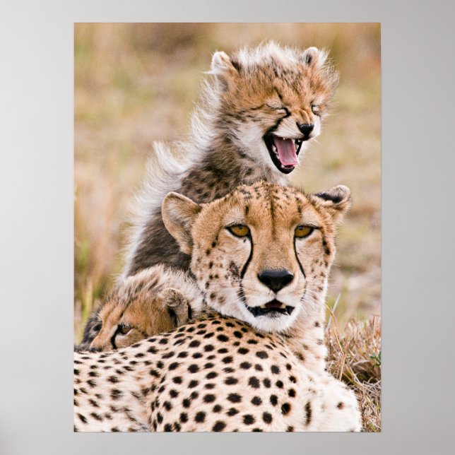 Niedliche Kleintiere | Cheetah Cat & Cub Poster (Vorne)