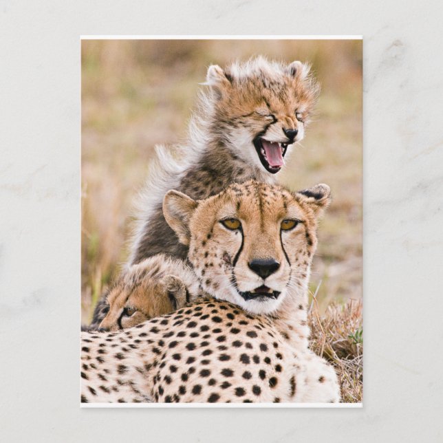 Niedliche Kleintiere | Cheetah Cat & Cub Postkarte (Vorderseite)