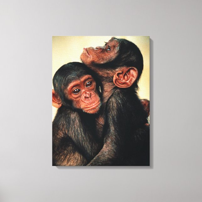 Niedliche Kleintiere | Chimpanzee Hug Leinwanddruck (Vorderseite)