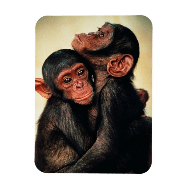 Niedliche Kleintiere | Chimpanzee Hug Magnet (Vertikal)