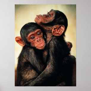 Niedliche Kleintiere   Chimpanzee Hug Poster
