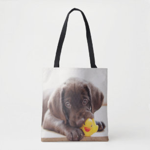Niedliche Kleintiere Chocolate Labrador Puppy