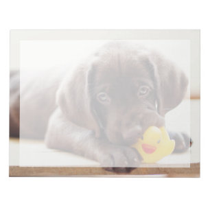 Niedliche Kleintiere Chocolate Labrador Puppy Notizblock