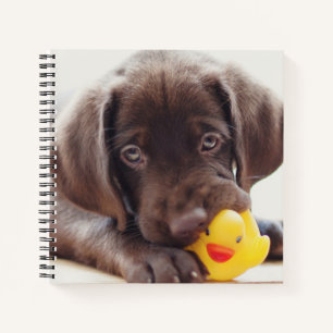 Niedliche Kleintiere   Chocolate Labrador Puppy Notizbuch