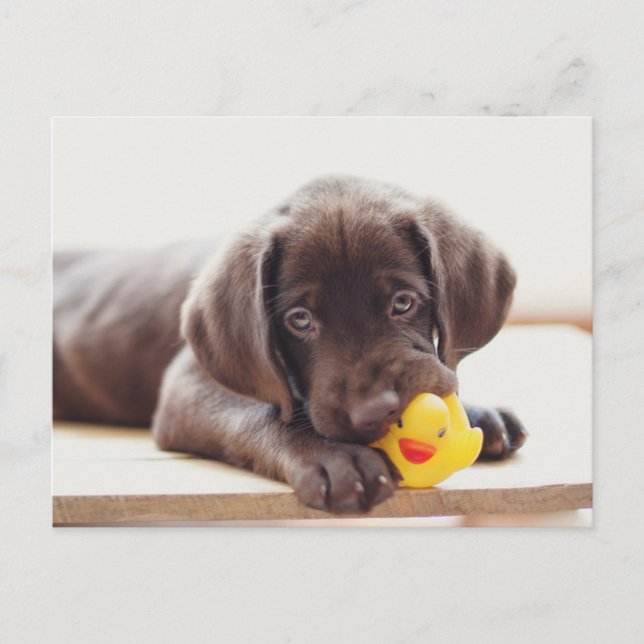 Niedliche Kleintiere | Chocolate Labrador Puppy Postkarte (Vorderseite)