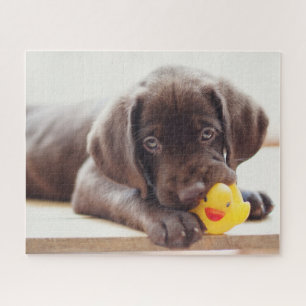 Niedliche Kleintiere   Chocolate Labrador Puppy Puzzle