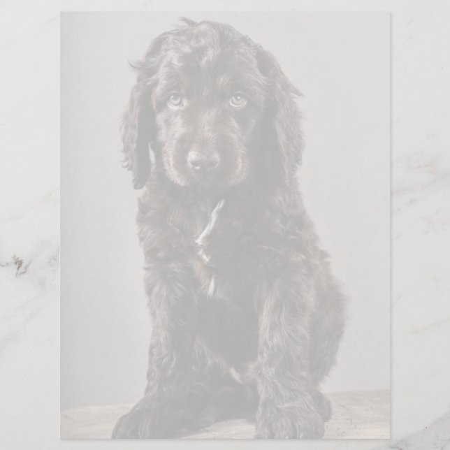 Niedliche Kleintiere | Cockapoo Welpe (Vorderseite)