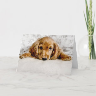 Niedliche Kleintiere   Cocker Spaniel Puppy Karte