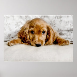 Niedliche Kleintiere   Cocker Spaniel Puppy Poster