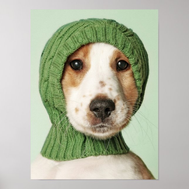 Niedliche Kleintiere | Cocker Spaniel Puppy Poster (Vorne)