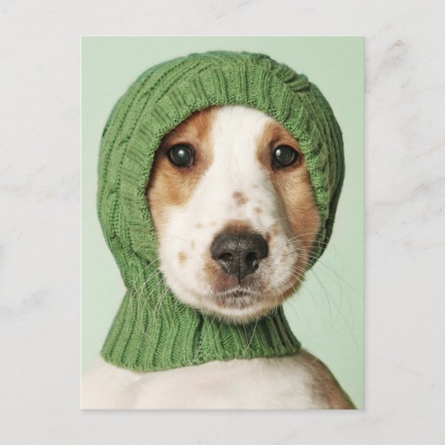 Niedliche Kleintiere | Cocker Spaniel Puppy Postkarte (Vorderseite)