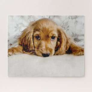 Niedliche Kleintiere   Cocker Spaniel Puppy Puzzle