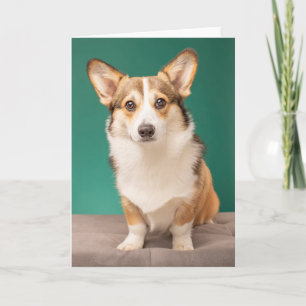 Niedliche Kleintiere   Corgi auf Aquamarin Karte