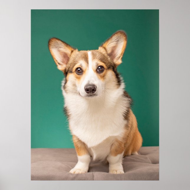 Niedliche Kleintiere | Corgi auf Aquamarin Poster (Vorne)