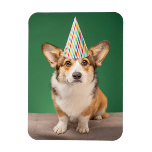 Niedliche Kleintiere   Corgi Birthday Welppy Magnet