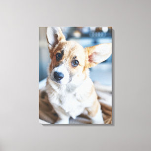 Niedliche Kleintiere   Corgi Head Tilt Leinwanddruck