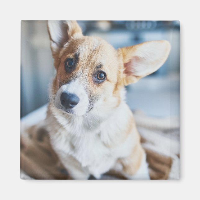 Niedliche Kleintiere | Corgi Head Tilt Magnet (Vorne)