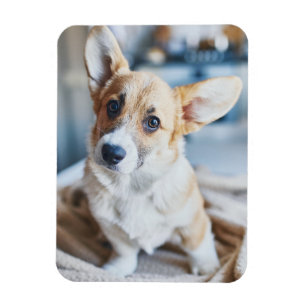 Niedliche Kleintiere   Corgi Head Tilt Magnet