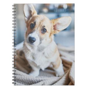 Niedliche Kleintiere Corgi Head Tilt Notizblock